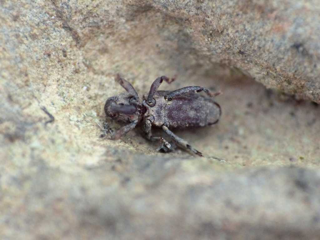 Curculionide cilindrico  - Torneuma sp.